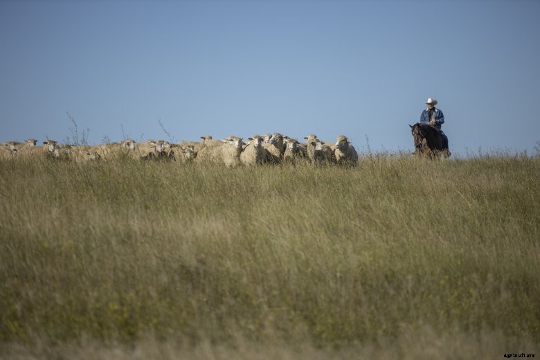 Sheep on Anderson ranch